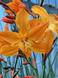 <i>Crocosmia</i> ‘Star of the East’