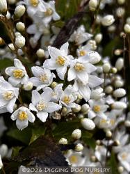 <i>Deutzia gracillis</i> ‘Nikko’