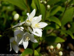 <i>Deutzia gracillis</i> ‘Nikko’