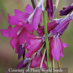 <i>Dierama</i> ‘Blackberry Bells’