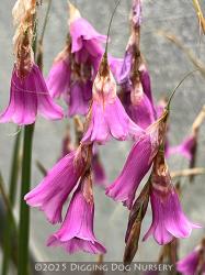<i>Dierama</i> ‘Fireworks’