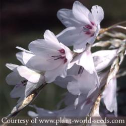 <i>Dierama pulcherrimum</i> var. <i>album</i>