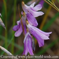 <i>Dierama trichorhizum</i>