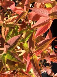 Diervilla sessilifolia 'Butterfly' at Digging Dog Nursery