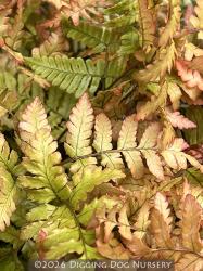 <i>Dryopteris erythrosora</i> ‘Brilliance’