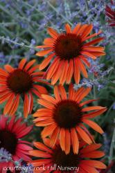 <i>Echinacea</i> &lsquo;Sundown (tm Big Sky Series)&rsquo;