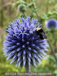 <i>Echinops bannaticus</i> &lsquo;Blue Glow&rsquo;