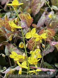 <i>Epimedium</i> x <i>versicolor</i> ‘Sulphureum’