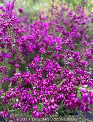<i>Erica cinerea</i> &lsquo;Purple Beauty&rsquo;