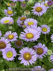 <i>Erigeron glaucus</i> ‘Cape Sebastian’