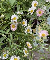 <i>Erigeron karvinskianus</i> ‘Stallone’