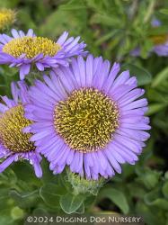 <i>Erigeron glaucus</i> &lsquo;Wayne Roderick&rsquo;