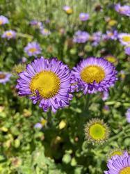 <i>Erigeron glaucus</i> ‘Wayne Roderick’