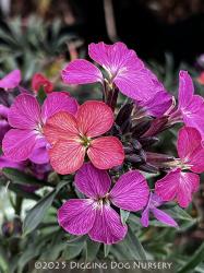<i>Erysimum</i> ‘Wenlock Beauty’