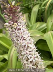 <i>Eucomis comosa</i> &lsquo;Innocence&rsquo;