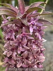 <i>Eucomis comosa</i> ‘Sparkling Burgundy’