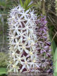 <i>Eucomis</i> ‘Toffee’