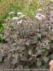 <i>Eupatorium rugosum</i> ‘Chocolate’