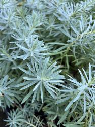 <i>Euphorbia</i> ‘Copton Ash’