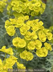<i>Euphorbia</i> ‘Limewall’