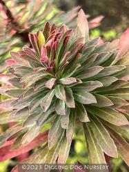 <i>Euphorbia characias</i> ‘Red Wing’