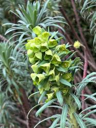 <i>Euphorbia characias</i> ssp. <i>wulfenii</i>