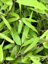 <i>Fargesia dracocephala</i> ‘Rufa’