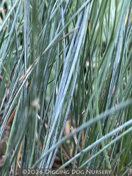 <i>Festuca idahoensis</i> ‘Stony Creek’