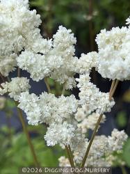 <i>Filipendula vulgaris</i> &lsquo;Flore Pleno&rsquo;