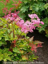 <i>Filipendula</i> ‘Kahome’