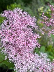 <i>Filipendula rubra</i> ‘Venusta’