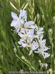 <i>Gaura lindheimeri</i> &lsquo;So White&rsquo;