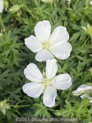 <i>Geranium sanguineum</i> ‘Album’