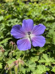 <i>Geranium himalayense</i> ‘Baby Blue’