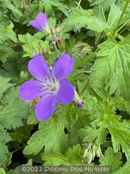 <i>Geranium sylvaticum</i> ‘Birch Lilac’