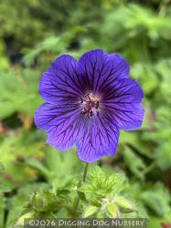 <i>Geranium</i> x <i>magnificum</i> &lsquo;Blue Blood&rsquo;