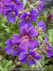 <i>Geranium</i> x <i>magnificum</i> ‘Blue Blood’
