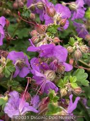 <i>Geranium</i> x <i>cantabrigiense</i> ‘Cambridge Blue’