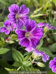 <i>Geranium nodosum</i> &lsquo;Clos du Coudray&rsquo;