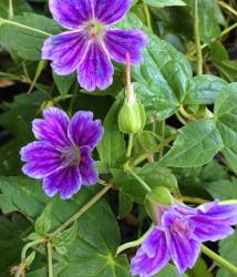 <i>Geranium nodosum</i> ‘Clos du Coudray’