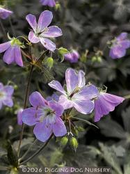 <i>Geranium maculatum</i> &lsquo;Espresso&rsquo;