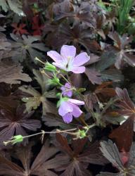 <i>Geranium maculatum</i> ‘Espresso’