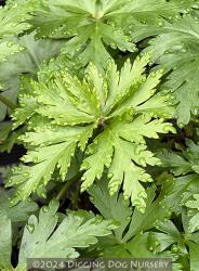 <i>Geranium maderense</i> ‘Guernsey White’