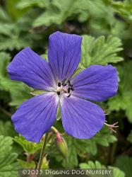 <i>Geranium himalayense</i> ‘Irish Blue’