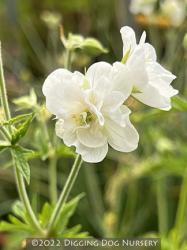 <i>Geranium pratense</i> ‘Laura’