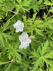 Geranium Buddy Studs Single