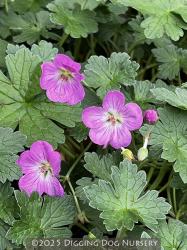 <i>Geranium</i> x <i>riversleaianum</i> ‘Mavis Simpson’