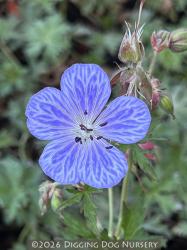 <i>Geranium pratense</i> &lsquo;Mrs Kendall Clark&rsquo;