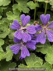 <i>Geranium</i> ‘Phillipe Vapelle’