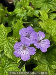 <i>Geranium nodosum</i> ‘Svelte Lilac’